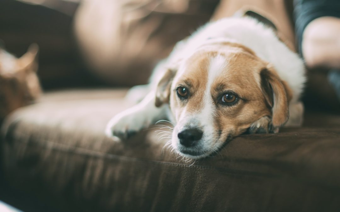 How to Help Your Pet Cope with Noise Aversion