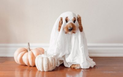 5 Halloween Pet Safety Tips 