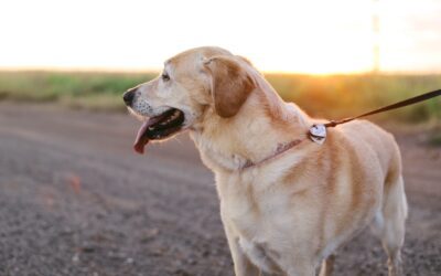 A Comprehensive Guide to Dog Walking Safety