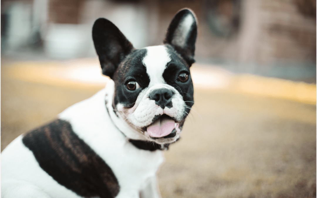 Black and white Boston Terrior looking at camera with tongue partially out