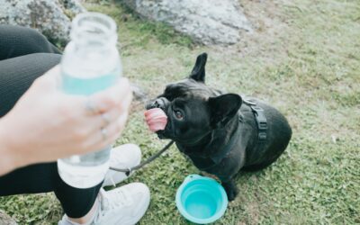 The Significance of Keeping Your Pet Hydrated During Summer
