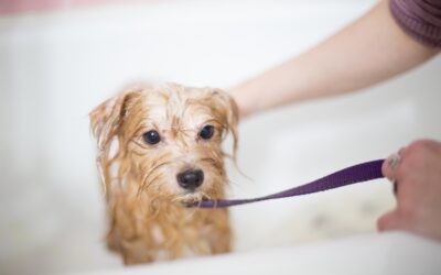 Finding the Perfect Shampoo for Your Dog’s Coat