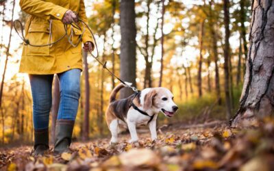 Honoring Aging Companions: Ensuring Holiday Safety for Senior Pets