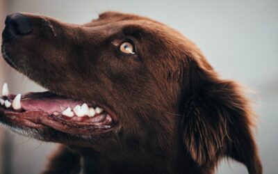 Revealing Canine Dental Health: A Complete Guide for Pet Owners