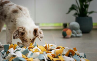 Securing Your Home for Pets: Understanding Common Household Toxins